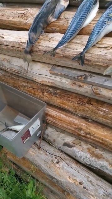 #fishing коптим рыбу! оказывается надо рыбу просушить перед копчением!