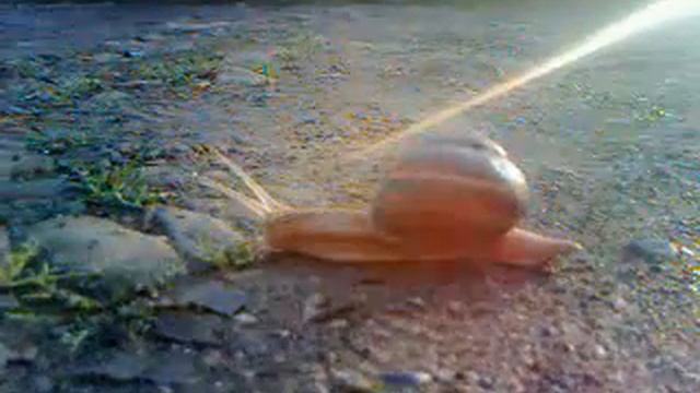 ლოკოკინა ჩემს ეზოში