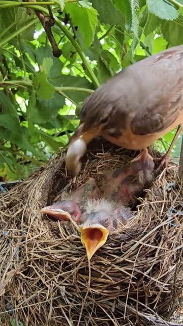 Американский Дрозд ест какашки своих птенцов 🐣🪺 American Robin Eating Babies Poop🧡