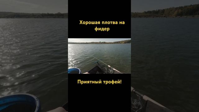 Зарисовки спортивной рыбалки. Хорошая плотва на фидер. Настоящий трофей! Угадайте вес рыбы!