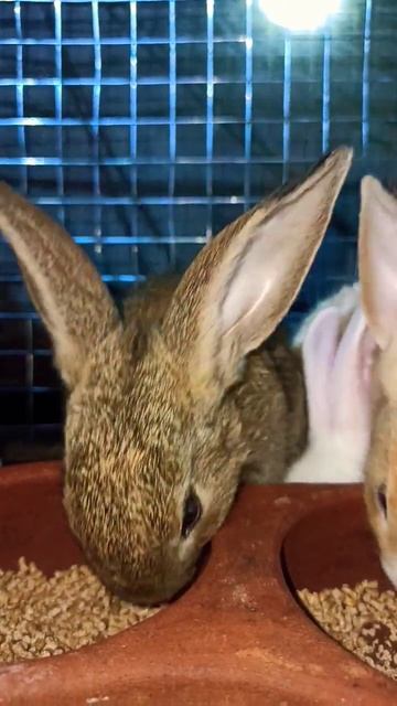 RABBIT Omg Animals So Cute! Cute Baby Animals, Cutest Moment Of The Animal Planet#rabbitphilipines