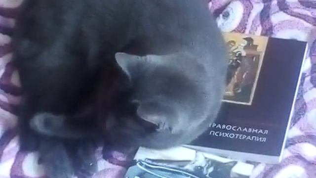 10.6.2019 Кошка Мышильда