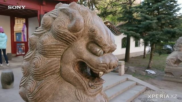 Цветение сакуры