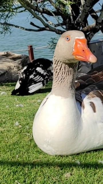 This Is Real Duck 🦆#shortvideo #duck #cuteducks #shortsfeed