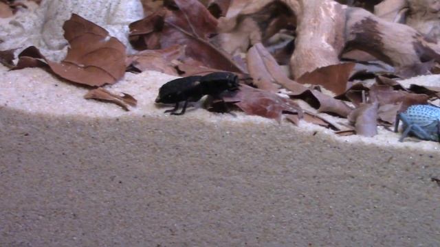 The Diabolical Ironclad Beetle. World's Toughest Beetle?