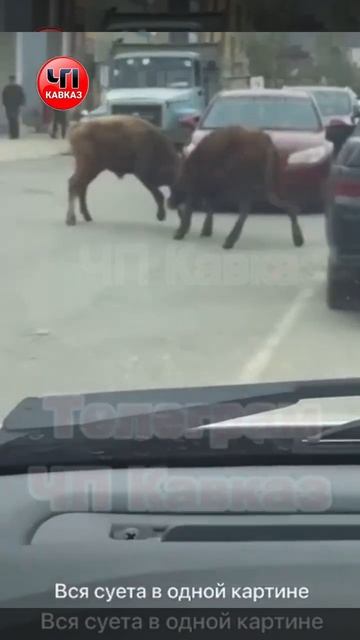 В Буйнакске два быка по середине дороги устроили сражение. Суета по-дагестански.Машины не пострадал