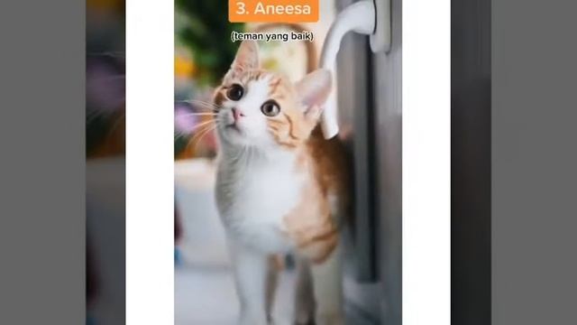 6 Nama Kucing Islami Terbaik