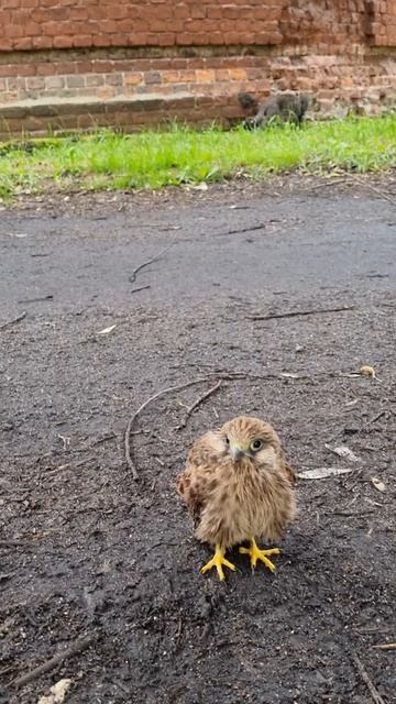 Спасение сокола на Фабрике Фильтров «BaltiK.» #завод #зоозащитники #помощь #птицы #любовьспасетмир