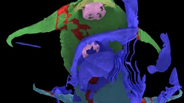 Platypeltoides Cuervoae (Corbacho & López-Soriano, 2012)