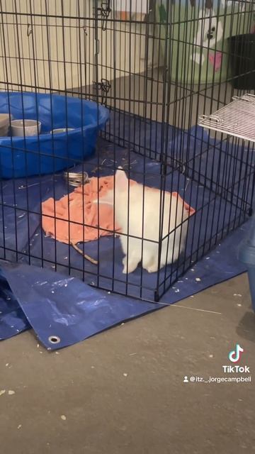 Bunnies Nature Park Carrot Is The Brown And Thor Is The White. #bunny #pets