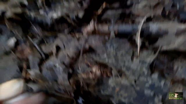 17.09.23 р. Ну нарешті !!! Білі Грибки пішли вріст.