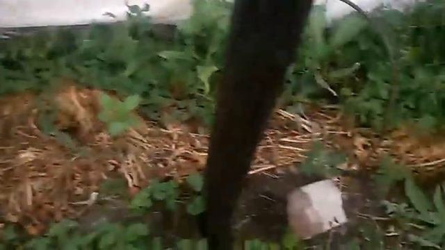 Овощи под спанбондом 3.