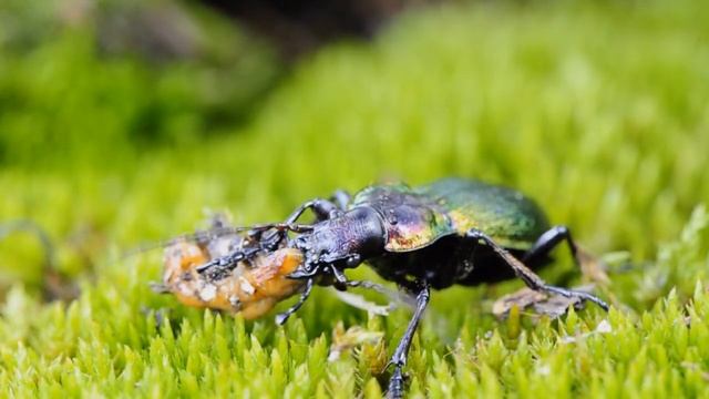 Carabus Olympiae, Predatory Beetle Eating A Slug