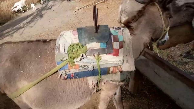 Krycie Koni Zimnokrwistych Skolskish Sokol 31,2022 Donkey