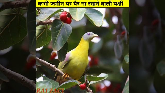 कभी जमीन पर पैर ना रखने वाली Birds {पक्षी} । Maharashtra की राजकीय पक्षी! {हरियल पक्षी} #shorts