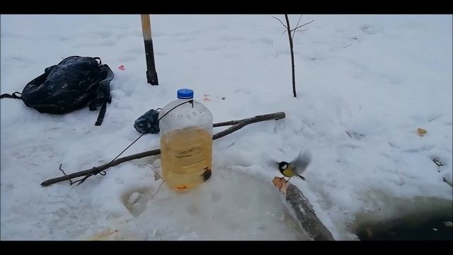 Наглая синица позарилась на налима.