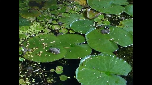 Gelbbauchunken - Fütterung