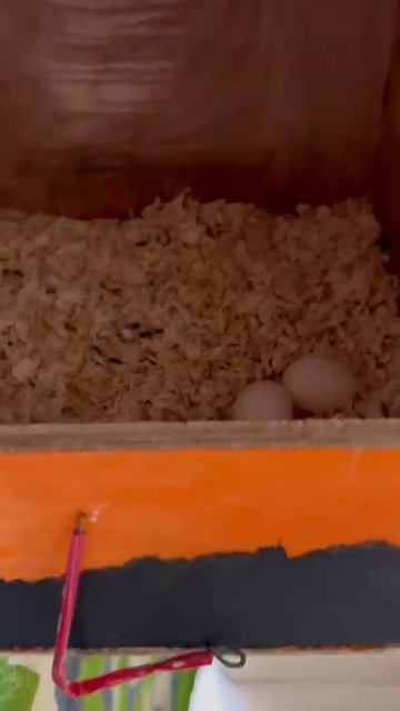 444c626e87cf9134ab7bbff87815ed6e