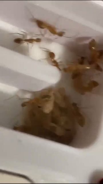 Recently Enclosed Camponotus Fedstchenkoi Brood
