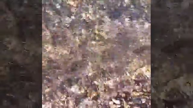 Анапа. Море. Лебеди. 1 декабря