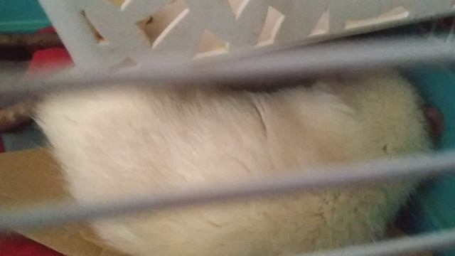 2 крысюшки 🐁🐀