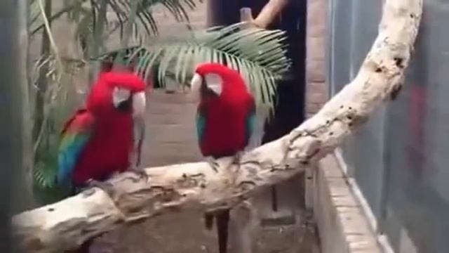 Крутые попугаи качают