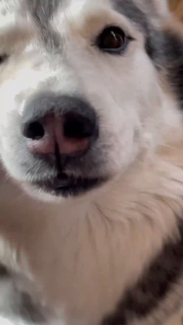 «Ты здесь до конца» Папа ❤️ Джека #животные #собака #лучший друг