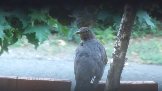 Fekete Rigó / Common Blackbird