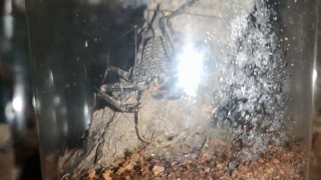 Damon Diadema Attempting To Eat Moss