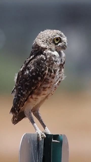 Burrowing Owl #birdphotography #natureshots #owl