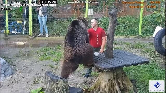 Дай лапу друг! Вечерние игры медведя Мансура с Андреем.