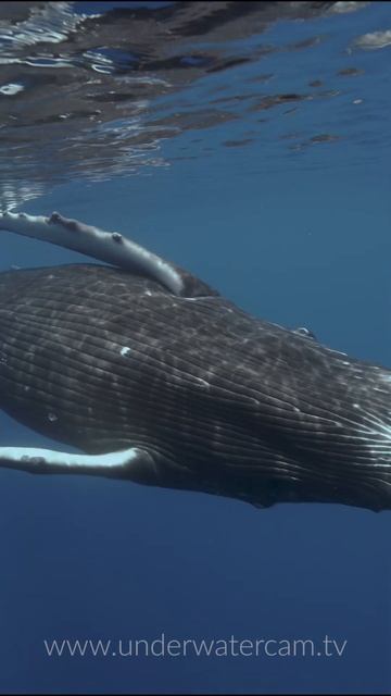 8k- Close Encounter With A Humpback Whale 