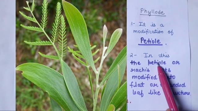 Difference Between Phylloclade , Cladode And Phyllode