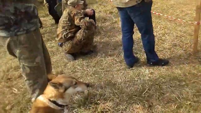 Кобели средняя возрастная группа