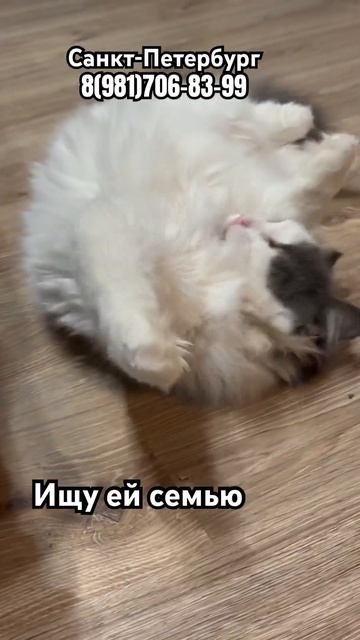 Пуша в поиске семьи