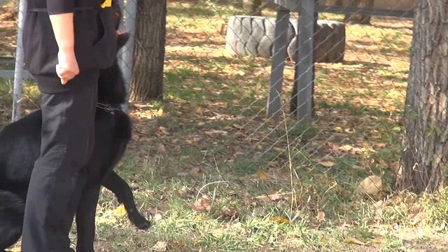 Пантера из Форта Верного, ОКД, Кубок Казахстана
