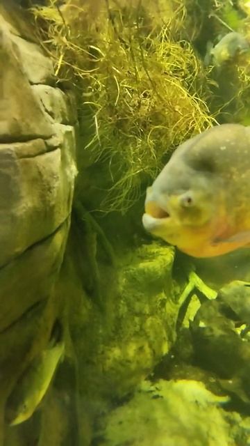 #рекомендации #актив #аквариум #рыбы #океанариум