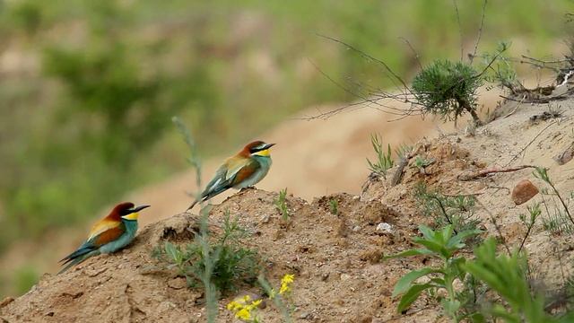 Żołna Pszczołojad, European Bee-eater, Bijeneter, Золотистая щурка, Call And Song, Głos żołny