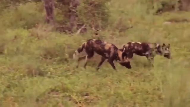 Pack of Wild Dogs hunting Oryx Impala Wildebeest Buffalo Warthog Best Compilation