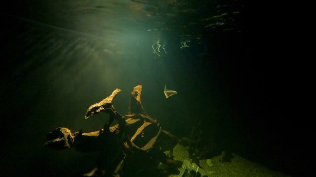 African Tiger Fish Underwater Footage | Monster Aquarium Tank Fish Room