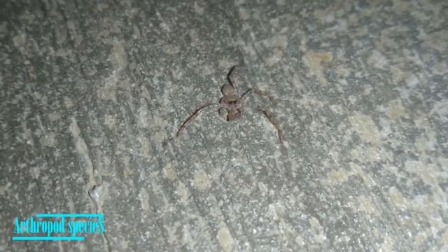 Arachnida Species - Huntsman Spider (Heteropoda Venatoria) | Break Its Own Leg And Suck It..? |