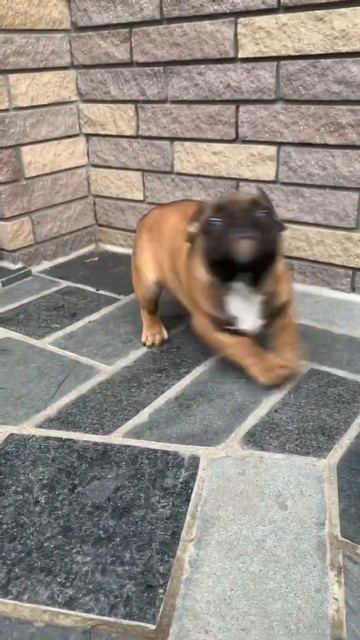 Французский бульдог