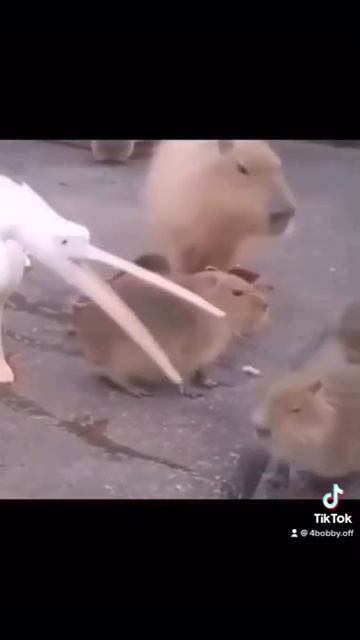 Капибара🦩🦫🚨