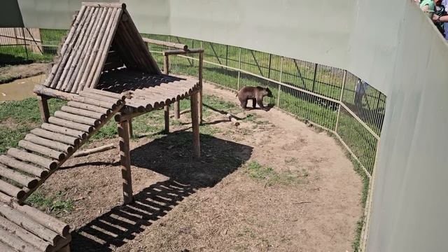 Мишки Финик и Пряник растут не по дням а по часам. ПАРК ЗЕМЛЯ ПРАЙДА 🌿