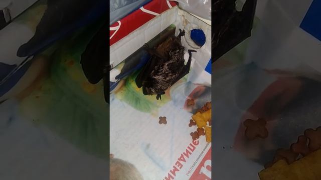 Нашла летучую мышь 🙌🐲