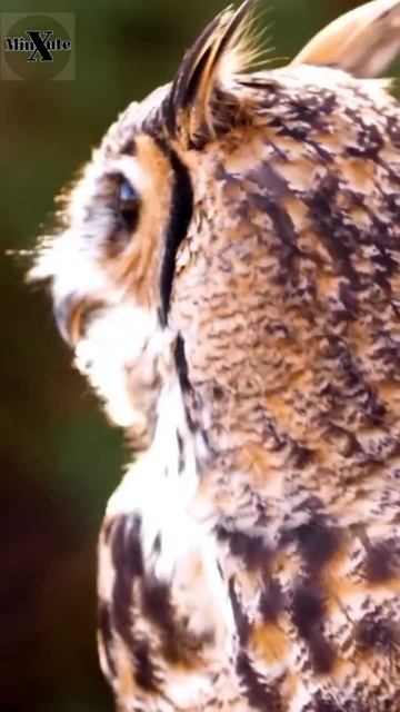 حقائق مذهلة عن البوم