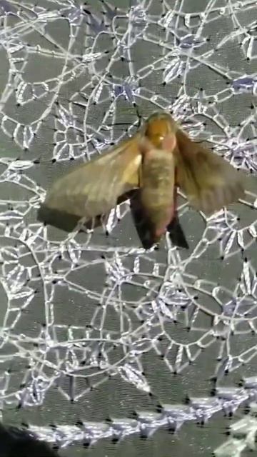 Метелик нічний Бражник Винний#бабочка#бабочки#butterfly#ночнаябабочка 😯🔥😍👍
