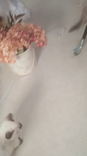 1241bf84a9b19ce7a585f82342b6e61f