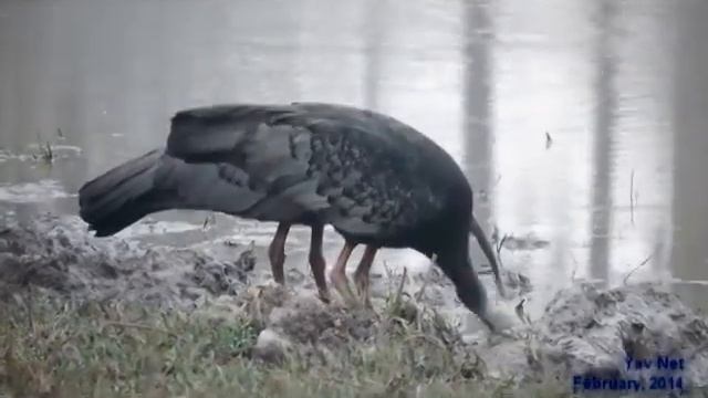 Giant Ibis Foraging During Non Breedinng Season In Western Siem Pang, Cambodia Part 4