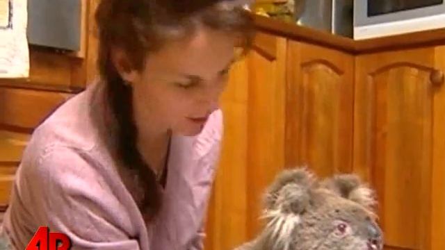 Sam The Koala, Other Singed Animals On The Mend
